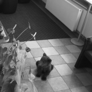 An unusual guest / Neobičan gost